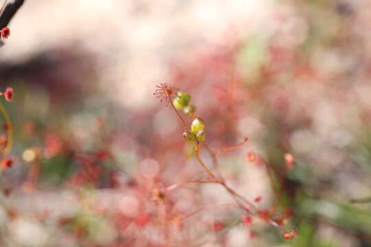 صورة Drosera moorei (Diels) A. Lowrie