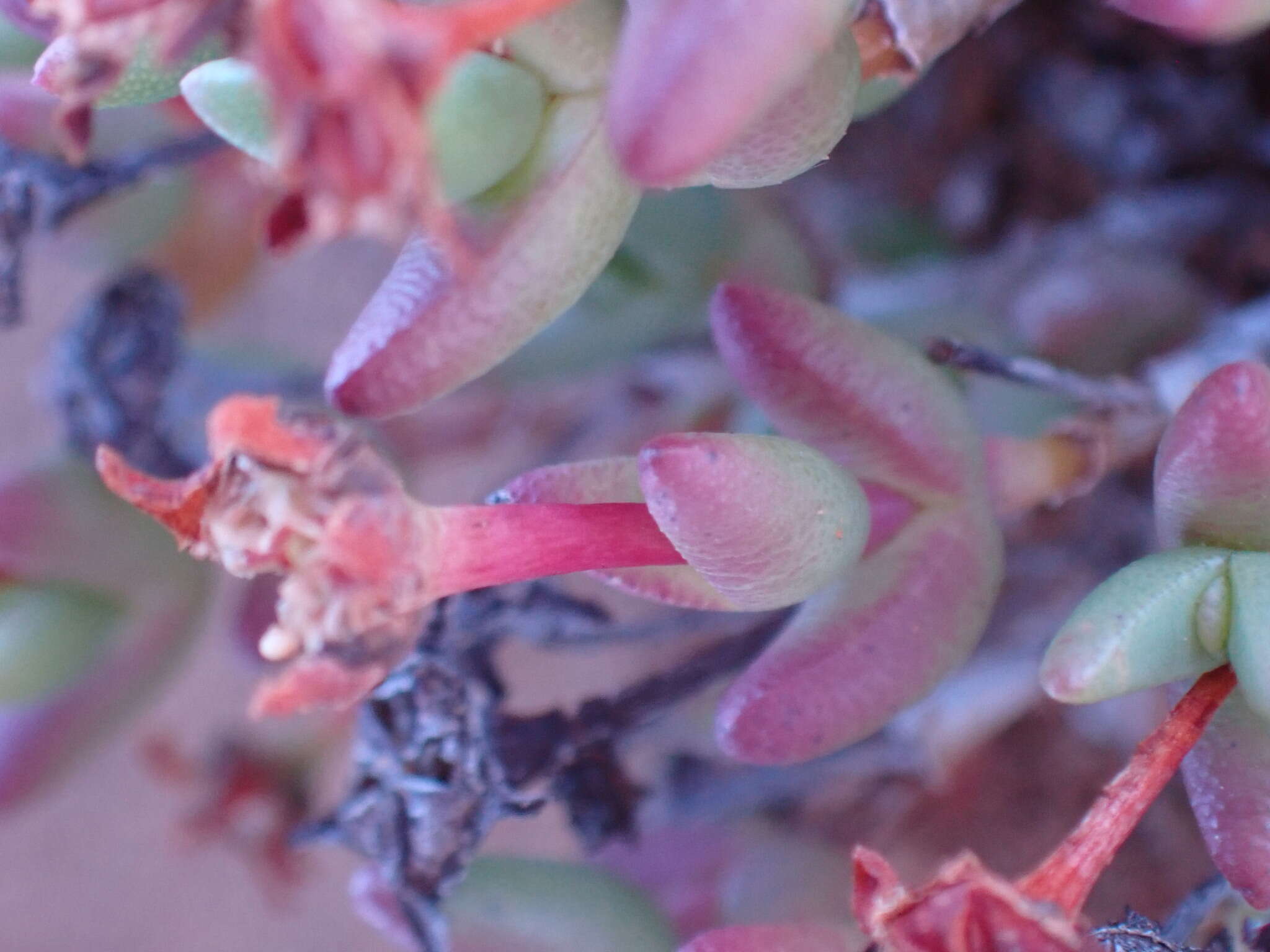 Image of Chasmatophyllum stanleyi (L. Bol.) Hartmann