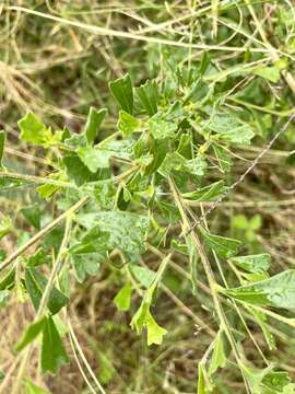 Image de Dodonaea triangularis Lindl.