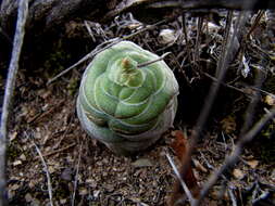 Crassula hemisphaerica Thunb. resmi