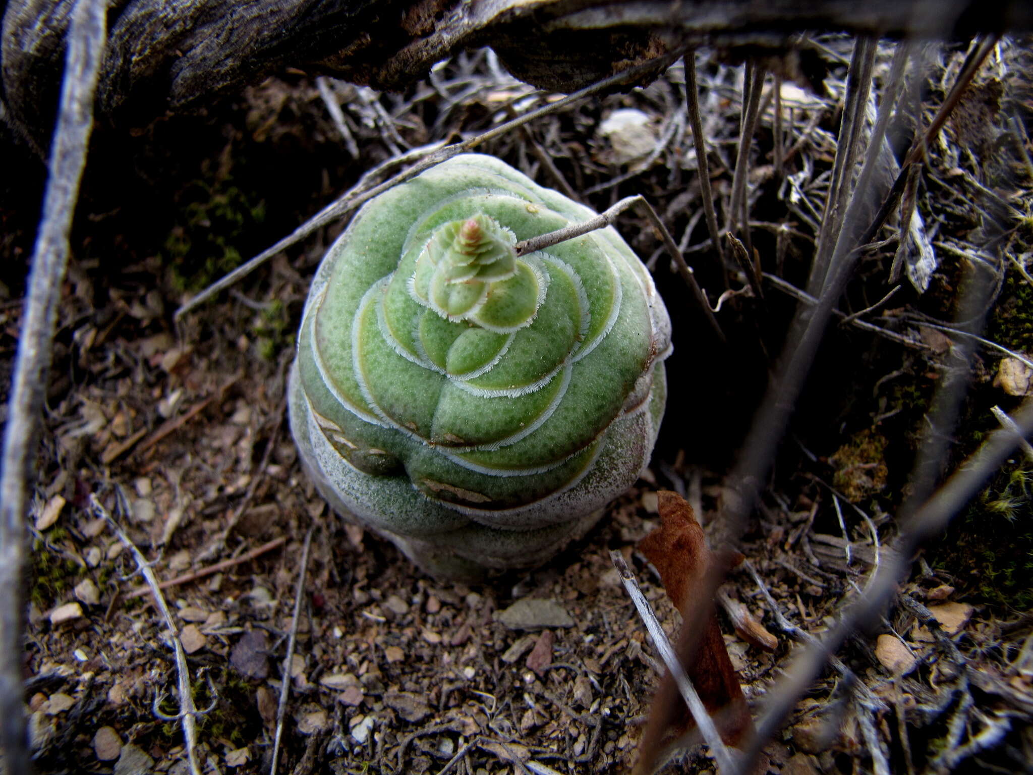 Crassula hemisphaerica Thunb. resmi