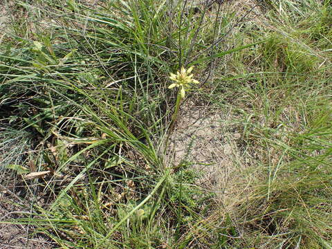 Image of Aloe linearifolia A. Berger