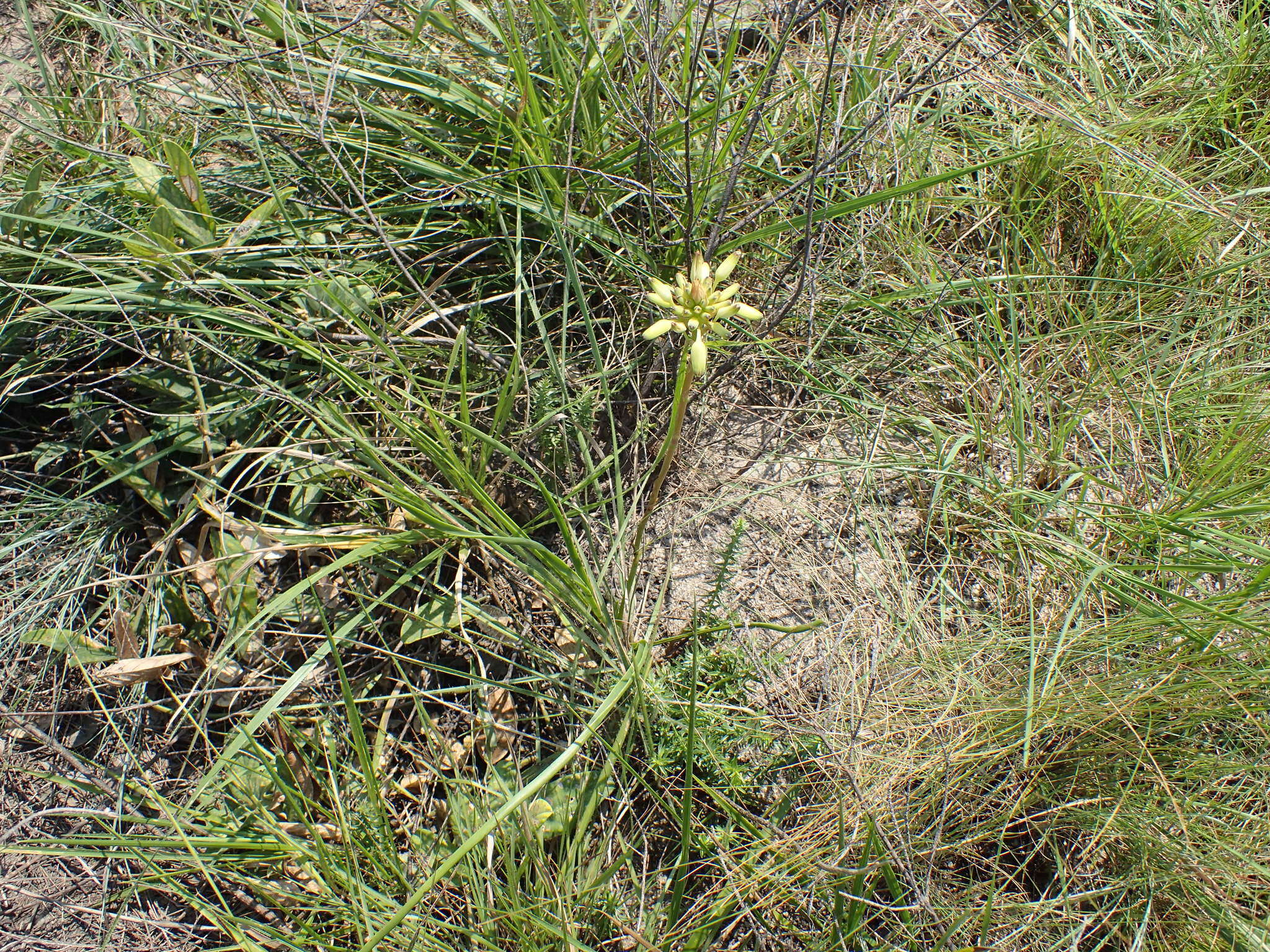 Image de Aloe linearifolia A. Berger