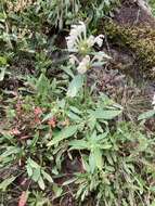 Image of Downy Hemp-nettle