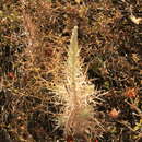 Image of Echinops graecus Mill.