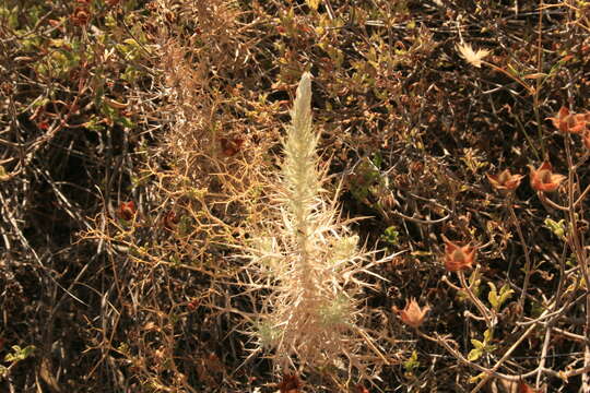 Image of Echinops graecus Mill.