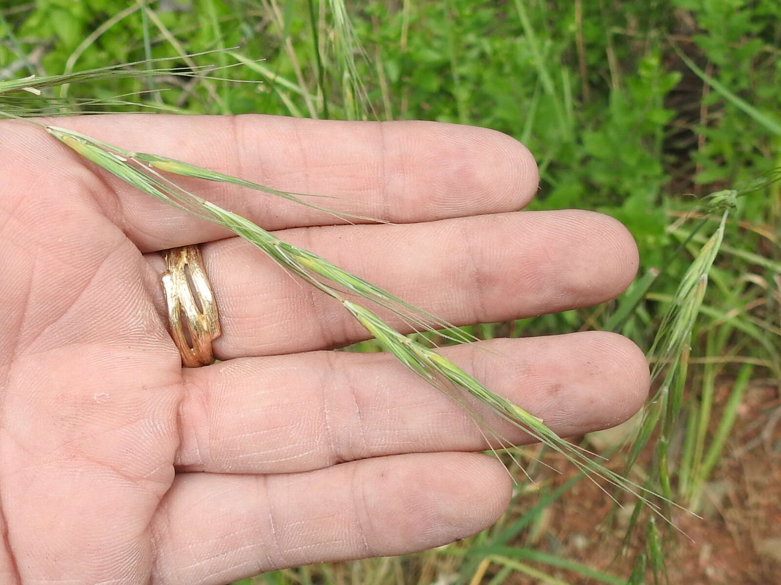 Imagem de Elymus arizonicus (Scribn. & J. G. Sm.) Gould