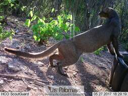 Image of Jaguarundi