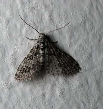 Image of Moth