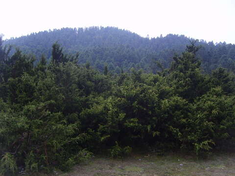 Image de <i>Juniperus <i>monticola</i></i> f. monticola