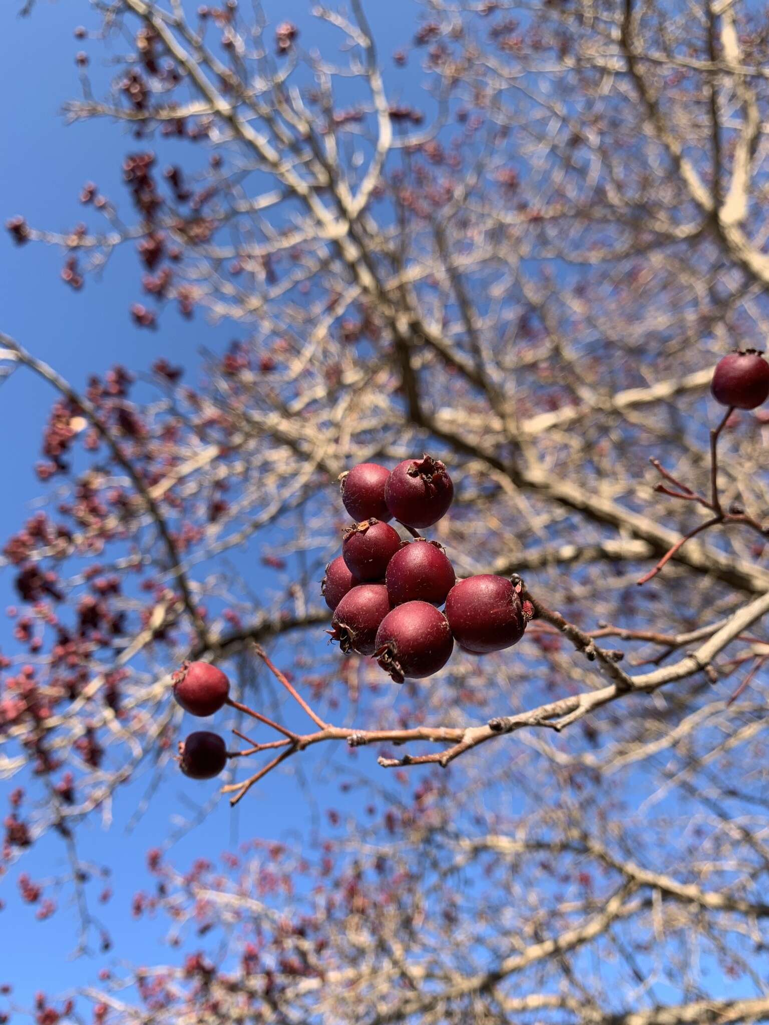 Image de Crataegus meyeri Pojark.