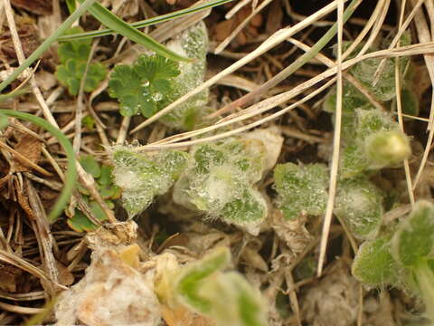 Image of Cerastium eriophorum Kit.