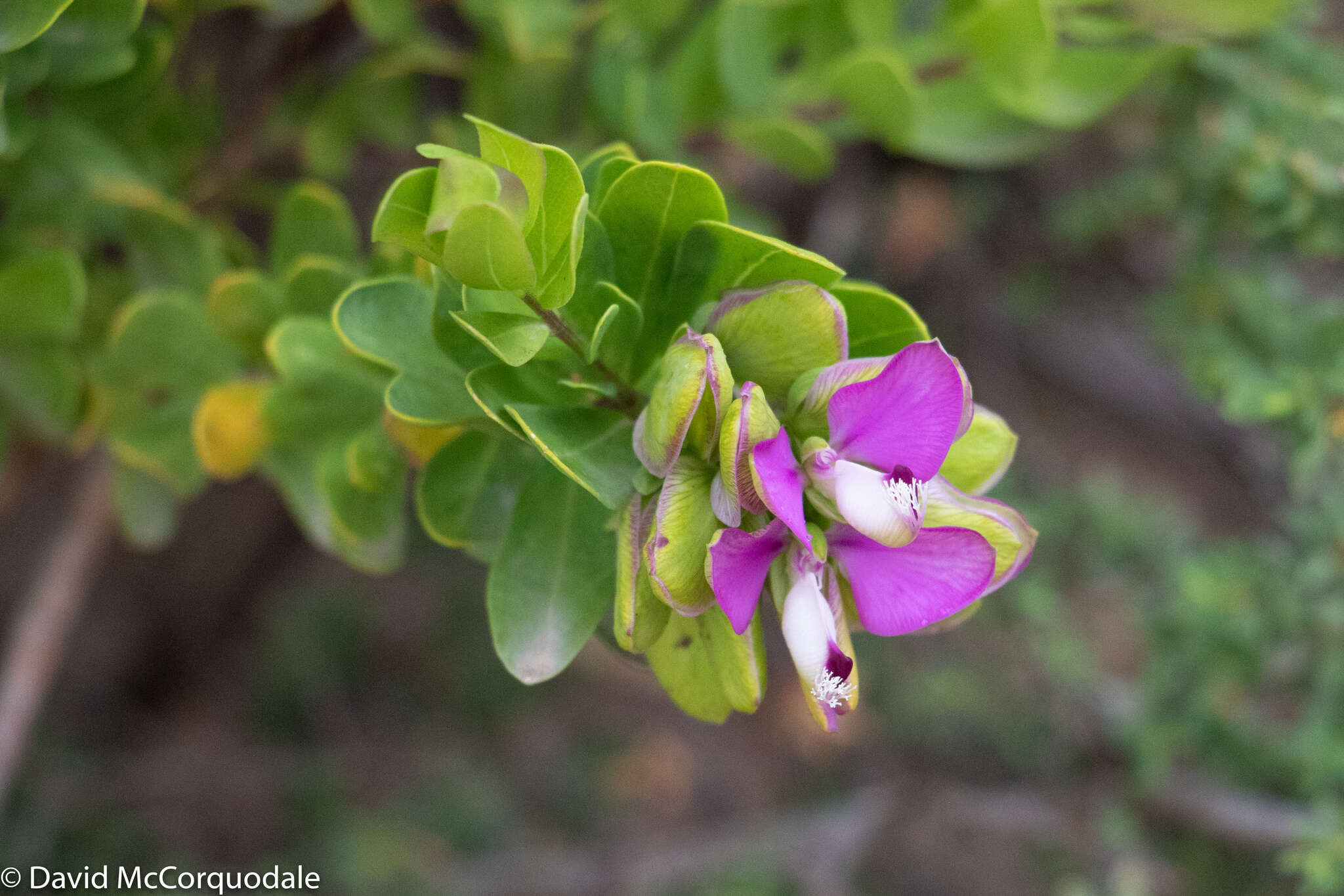 Image of myrtle-leaf milkwort