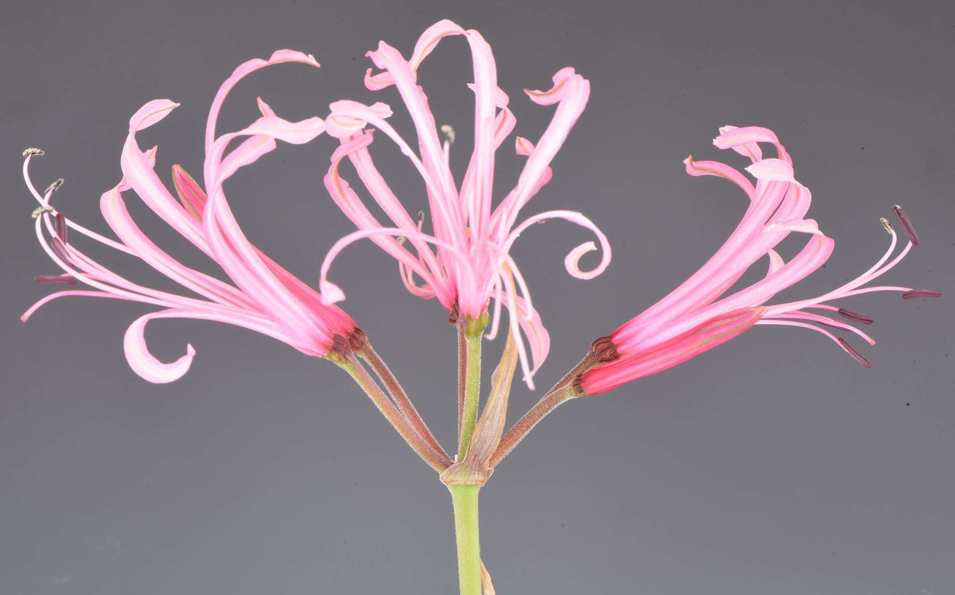 Image of Nerine angustifolia (Baker) W. Watson