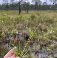 Image of Curtiss' yelloweyed grass