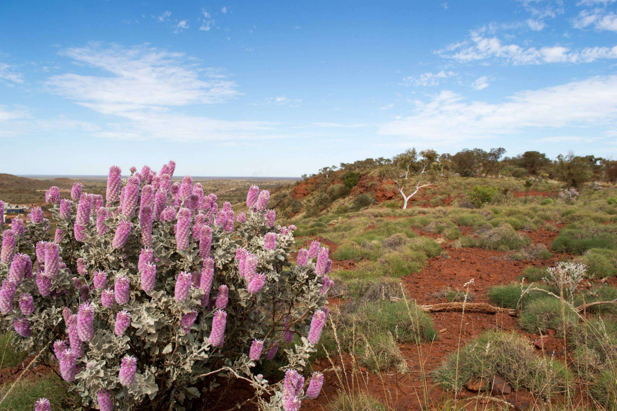 Image of Ptilotus rotundifolius (F. Müll.) F. Müll.