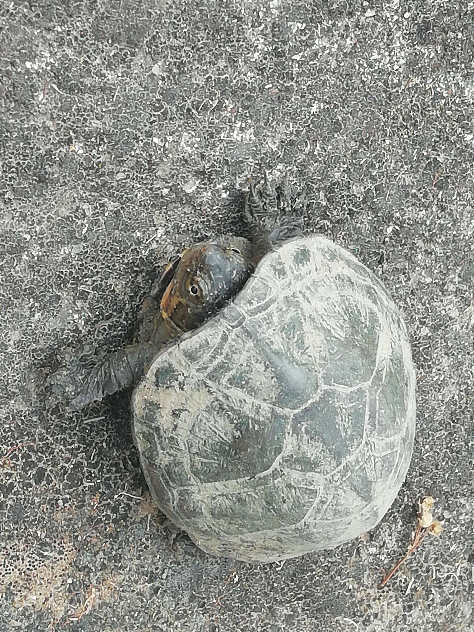 Image of Rough-footed Mud Turtle