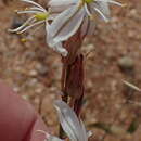 Image of Chlorophytum crassinerve (Baker) Oberm.