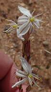 Image of Chlorophytum crassinerve (Baker) Oberm.