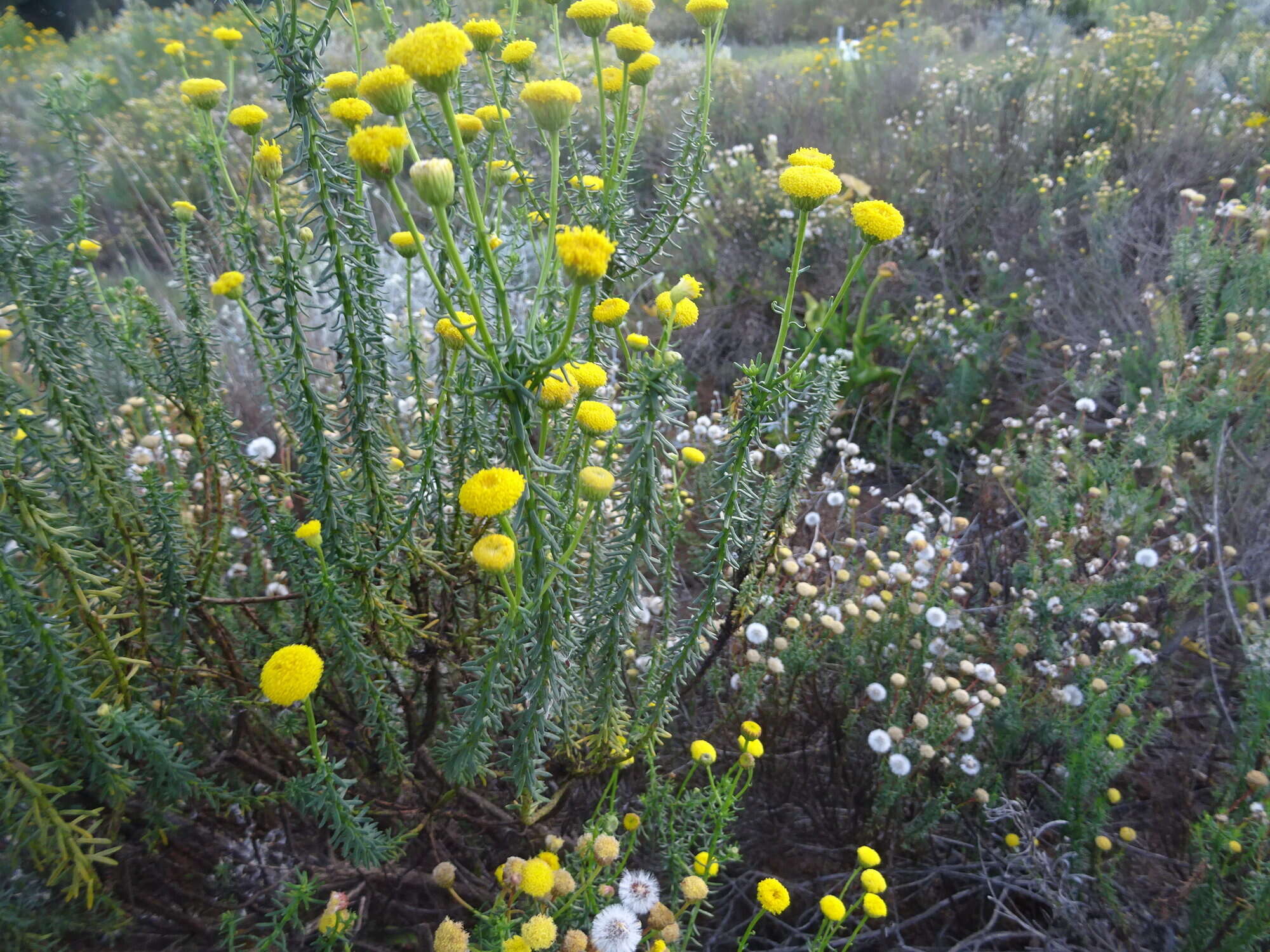 Image of Chrysocoma cernua L.