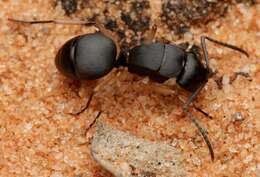 Image de Polyrhachis schwiedlandi Forel 1902