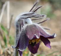 Image of Pulsatilla pratensis subsp. nigricans (Störcke) Zämelis