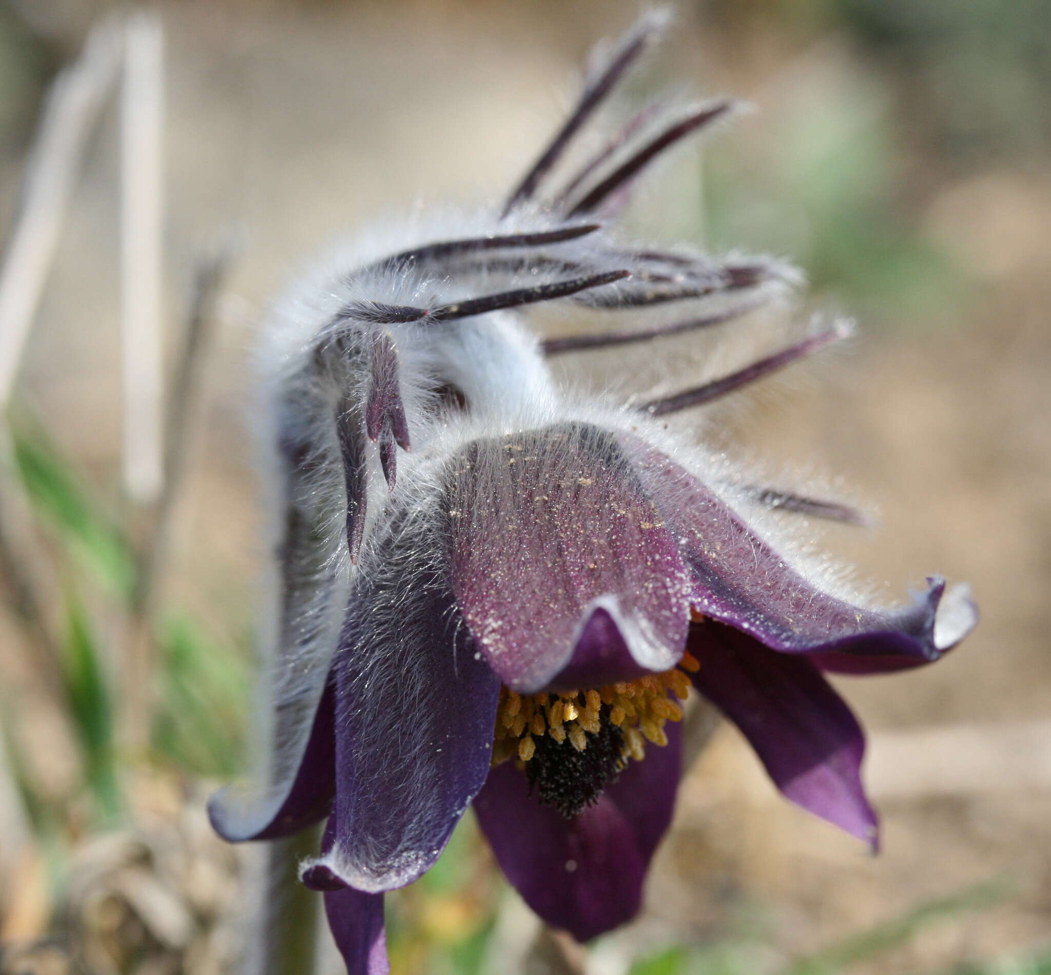 Image of Pulsatilla pratensis subsp. nigricans (Störcke) Zämelis