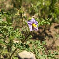 Image of melonleaf nightshade