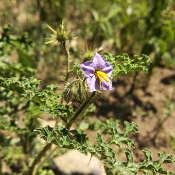 Image de Solanum heterodoxum Dun.