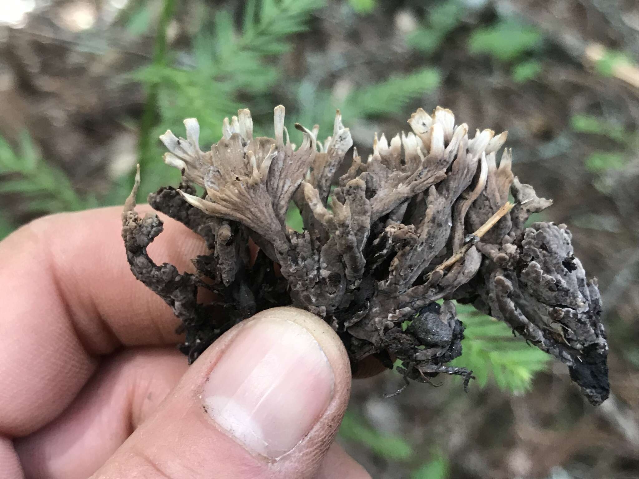 Image of fetid false coral