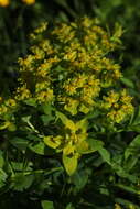 Image of Euphorbia eugeniae Prokh.