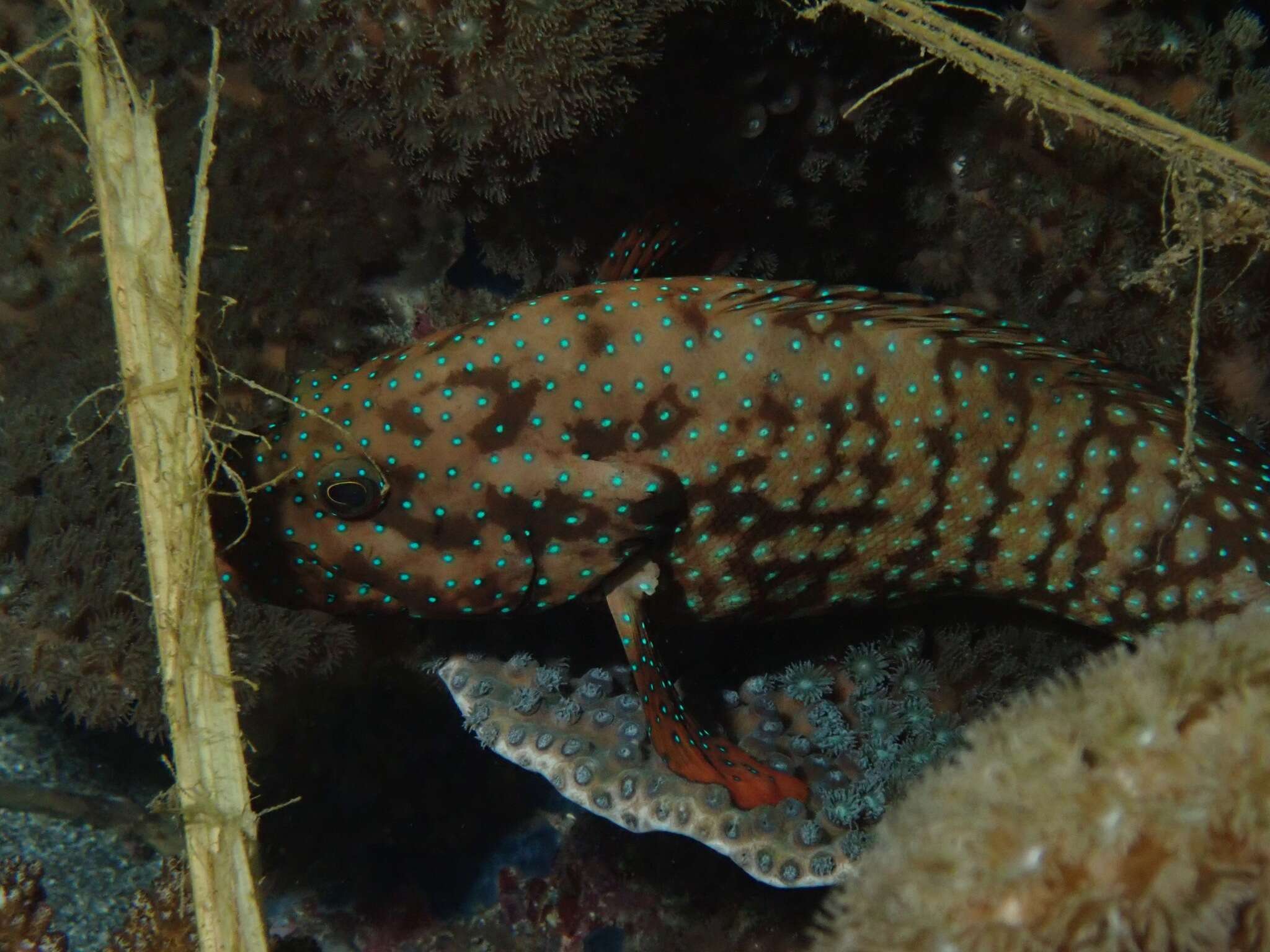 Image of Blue-spotted grouper