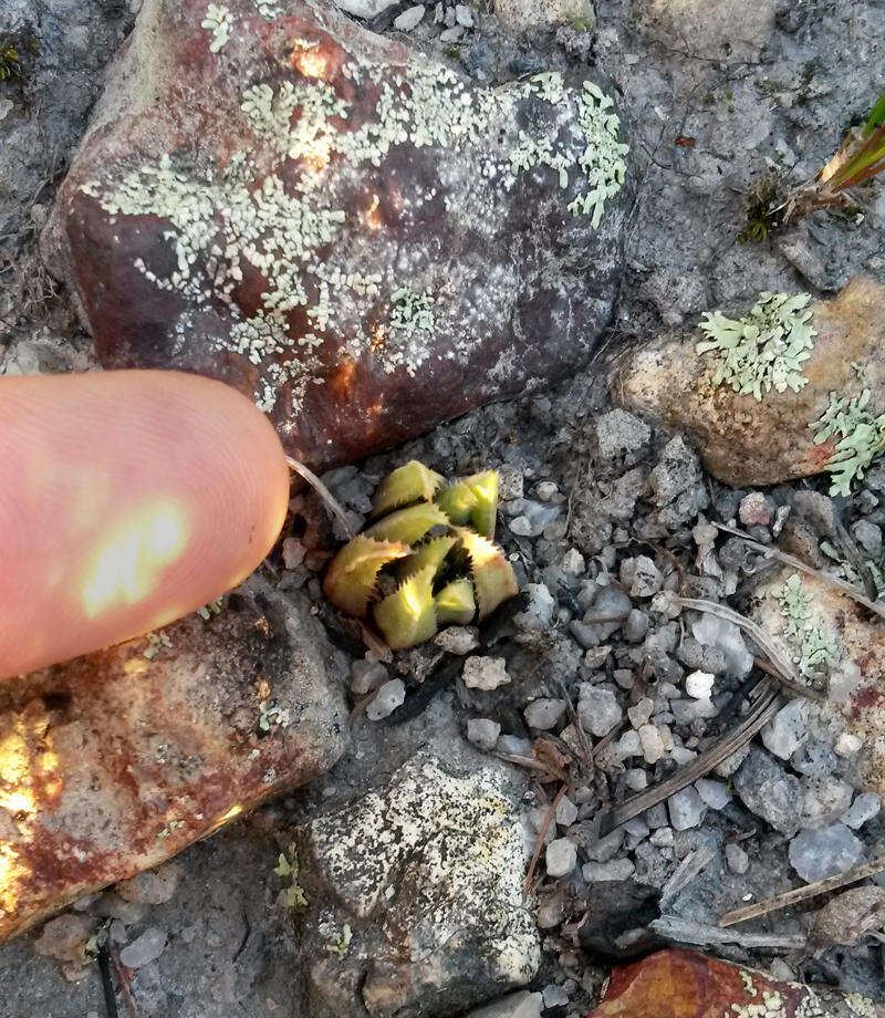 Image of Haworthia chloracantha var. denticulifera (Poelln.) M. B. Bayer