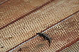 Image of Tasmanian Tree Skink