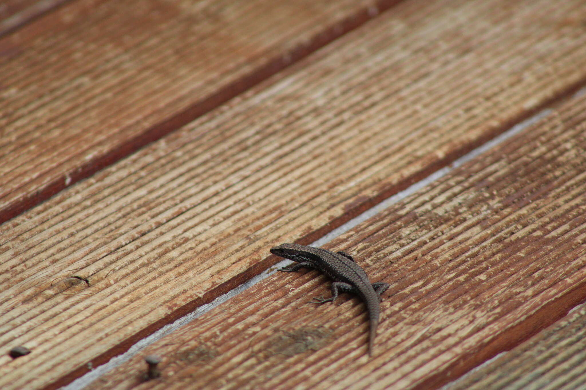 Image of Tasmanian Tree Skink