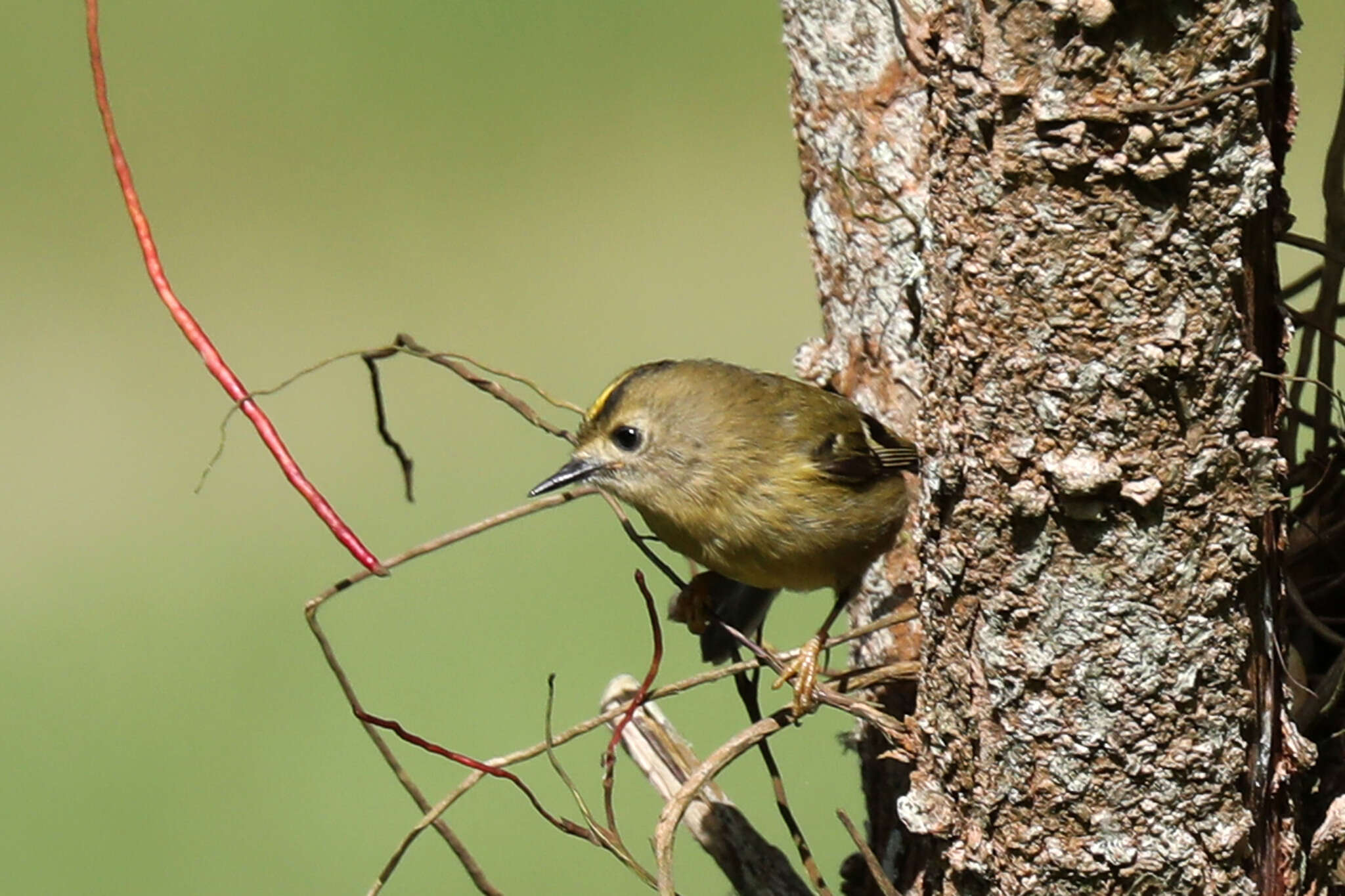 Image de Regulus regulus azoricus Seebohm 1883