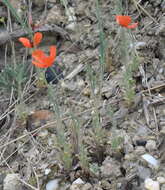 Image of Papaver laevigatum M. Bieb.