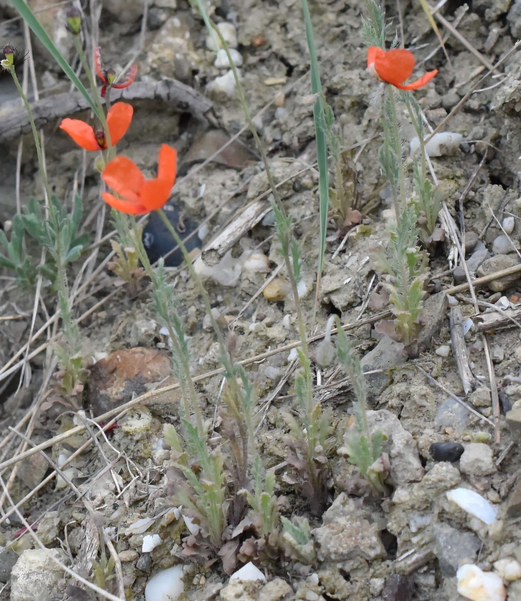 Image of Papaver laevigatum M. Bieb.