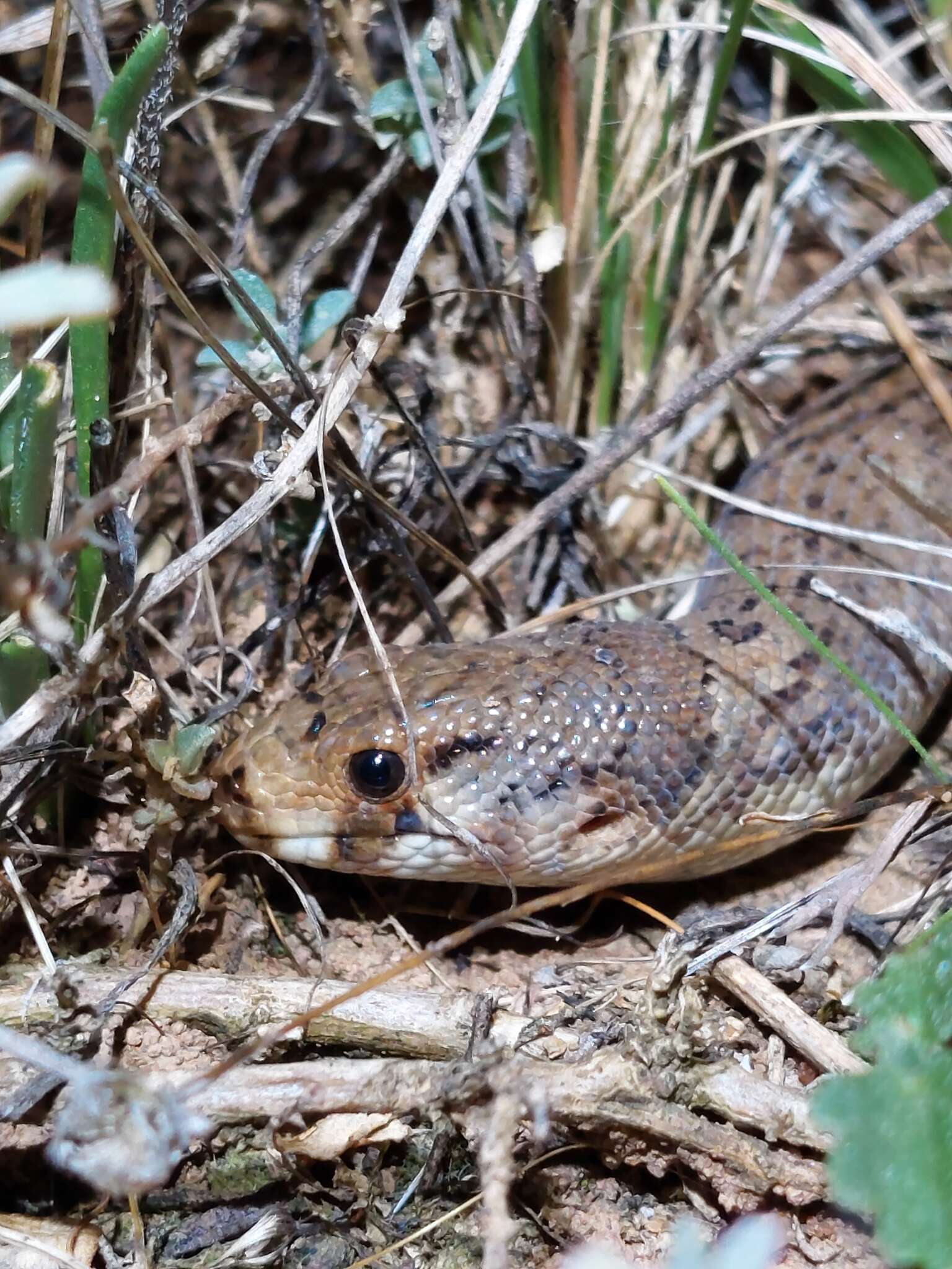 Image of Black-headed Scaly Foot