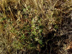 Image of Berkheya pinnatifida (Thunb.) Thell.