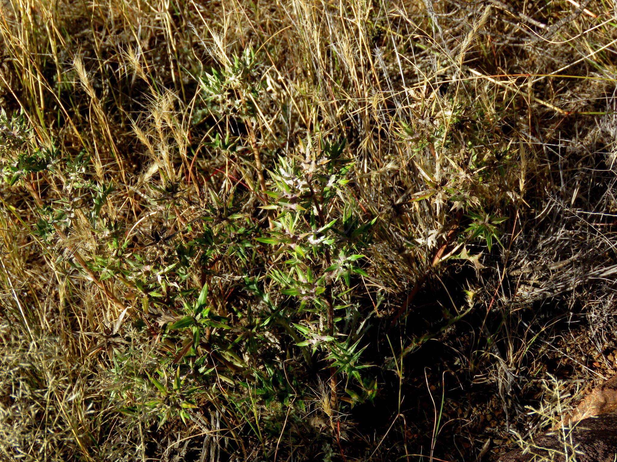 Image of Berkheya pinnatifida (Thunb.) Thell.