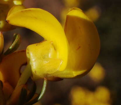 Image of Honeybush Tea