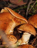 Image of Cortinarius areolatoimbricatus Cleland 1933