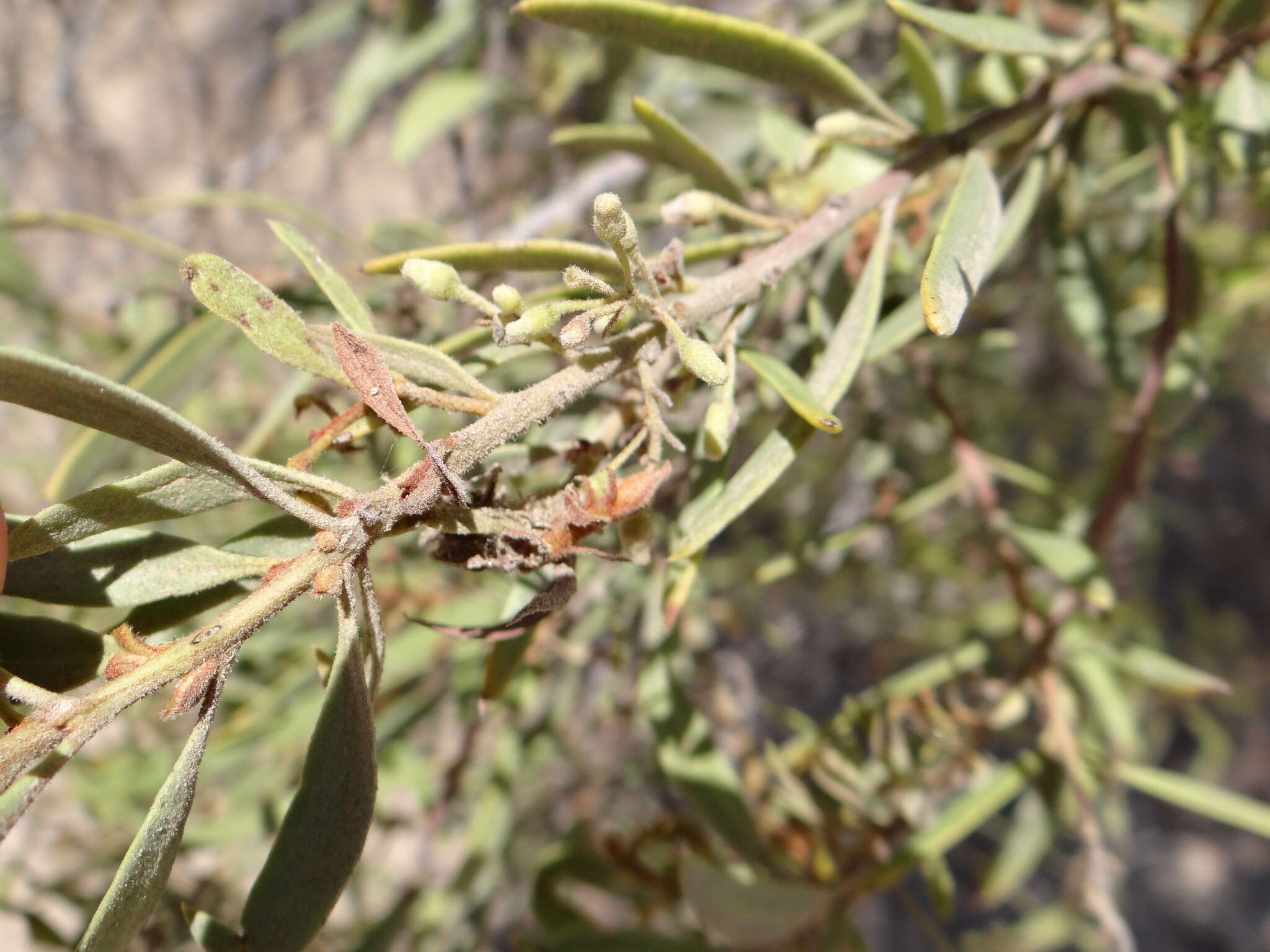 Image de Euclea pseudebenus E. Mey. ex A. DC.