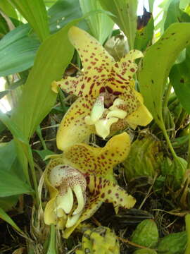 Image of Stanhopea hernandezii (Kunth) Schltr.