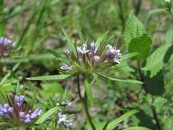 Image de Asperula arvensis L.