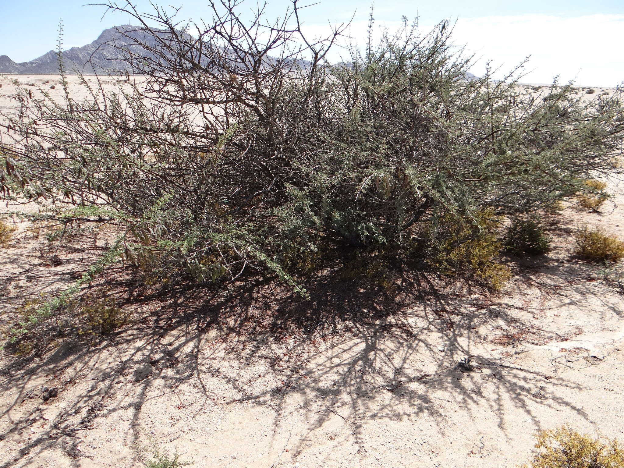 Image of Vachellia reficiens (Wawra) Kyal. & Boatwr.