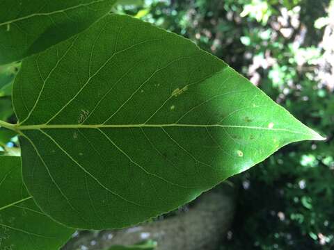 Image of Populus trichocarpa Torr. & A. Gray ex Hook.