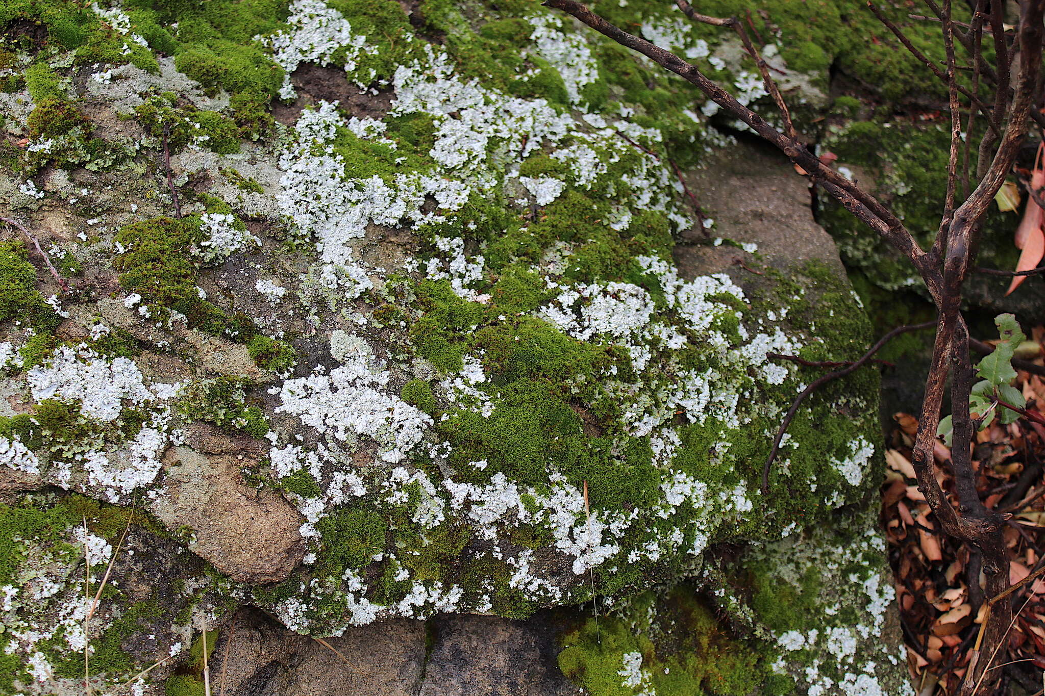 Physcia tribacia (Ach.) Nyl. resmi