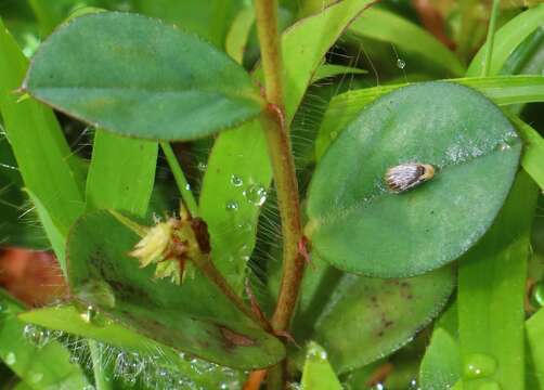 Imagem de Indigofera nummulariifolia (L.) Alston